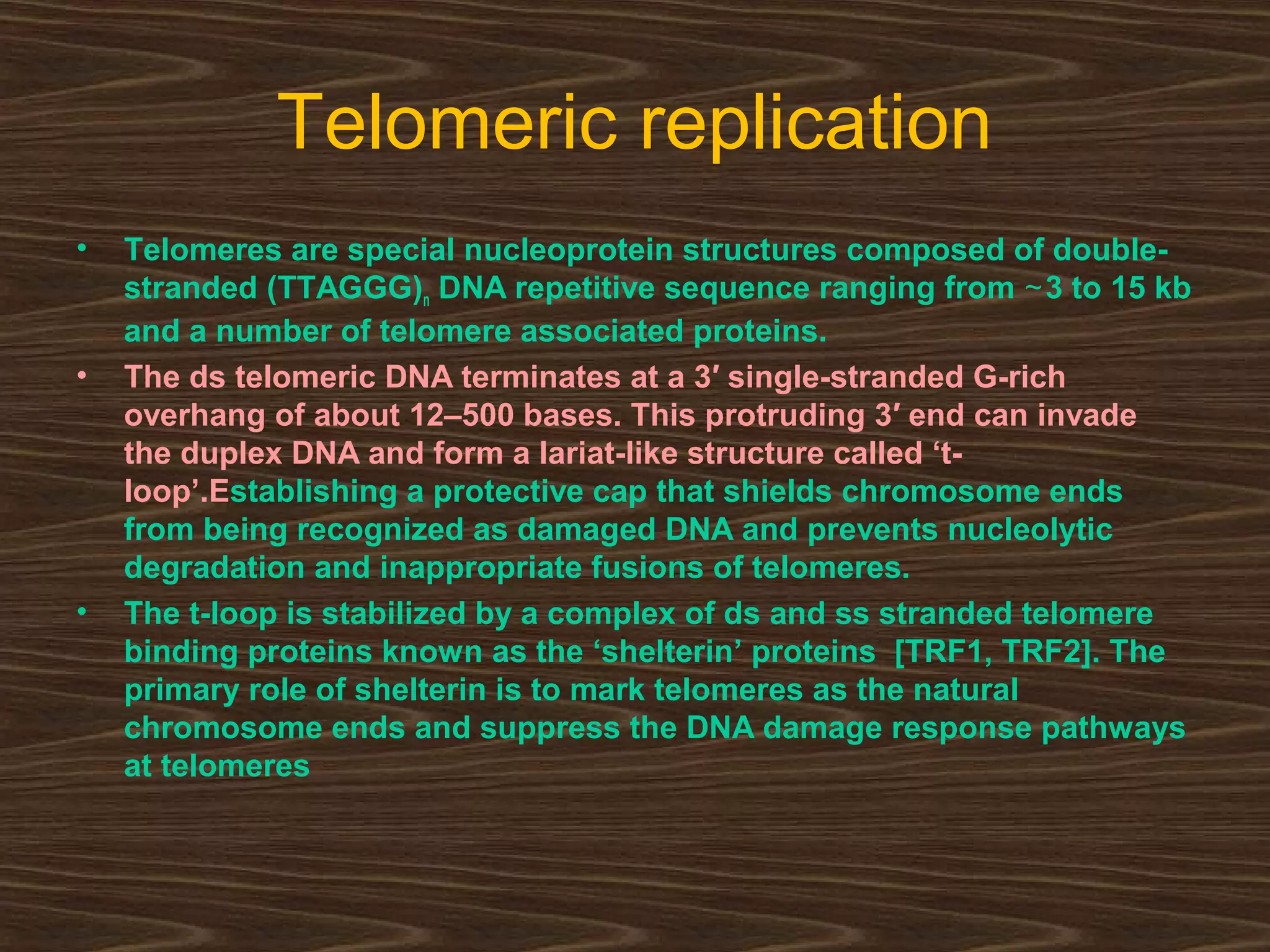 Telomeric replication
• Telomeres are special nucleoprotein structures composed of double-
stranded (TTAGGG)n DNA repetitive sequence ranging from 3 to 15 kb∼
and a number of telomere associated proteins.
• The ds telomeric DNA terminates at a 3′ single-stranded G-rich
overhang of about 12–500 bases. This protruding 3′ end can invade
the duplex DNA and form a lariat-like structure called ‘t-
loop’.Establishing a protective cap that shields chromosome ends
from being recognized as damaged DNA and prevents nucleolytic
degradation and inappropriate fusions of telomeres.
• The t-loop is stabilized by a complex of ds and ss stranded telomere
binding proteins known as the ‘shelterin’ proteins [TRF1, TRF2]. The
primary role of shelterin is to mark telomeres as the natural
chromosome ends and suppress the DNA damage response pathways
at telomeres
 