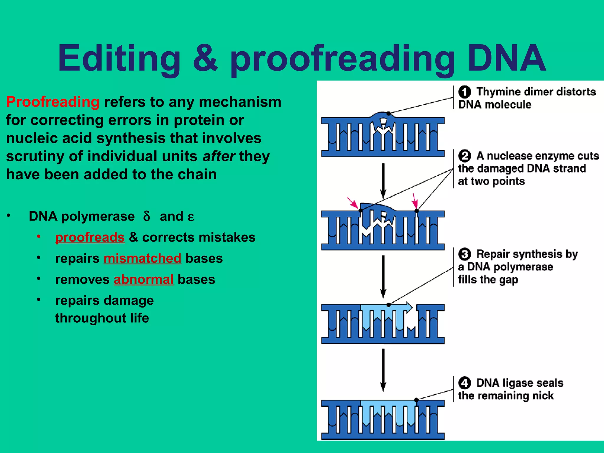 Editing & proofreading DNA
• DNA polymerase δ and ε
• proofreads & corrects mistakes
• repairs mismatched bases
• removes abnormal bases
• repairs damage
throughout life
Proofreading refers to any mechanism
for correcting errors in protein or
nucleic acid synthesis that involves
scrutiny of individual units after they
have been added to the chain
 