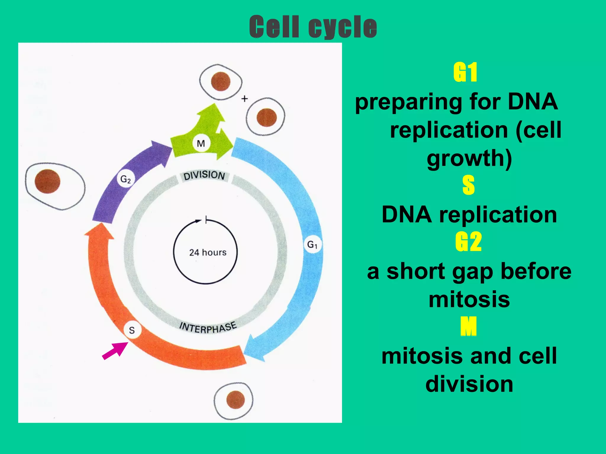 G1
preparing for DNA
replication (cell
growth)
S
DNA replication
G2
a short gap before
mitosis
M
mitosis and cell
division
Cell cycle
 