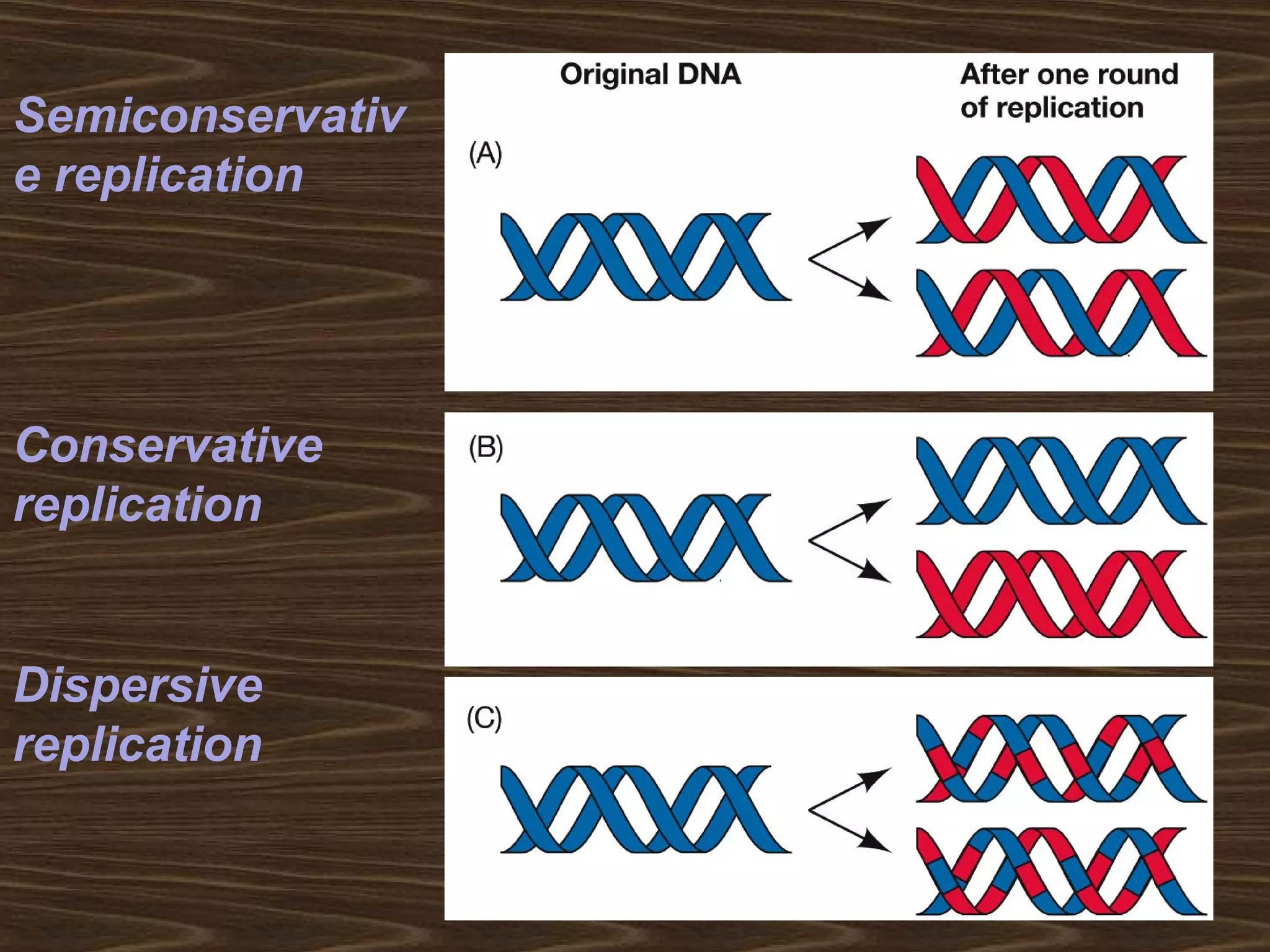 Semiconservativ
e replication
Conservative
replication
Dispersive
replication
 