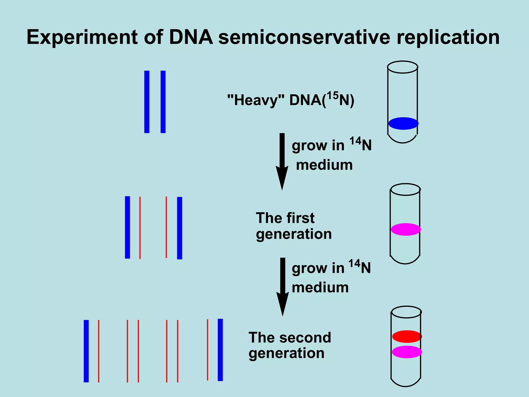 Experiment of DNA semiconservative replication
"Heavy" DNA(15
N)
grow in 14
N
medium
The first
generation
grow in 14
N
medium
The second
generation
 