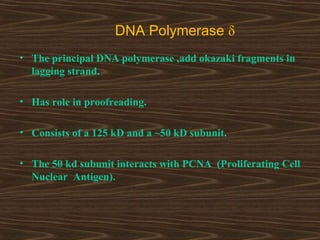 DNA Polymerase δ
• The principal DNA polymerase ,add okazaki fragments in
lagging strand.
• Has role in proofreading.
• Consists of a 125 kD and a ~50 kD subunit.
• The 50 kd subunit interacts with PCNA (Proliferating Cell
Nuclear Antigen).
 