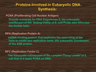Proteins Involved in Eukaryotic DNA
Synthesis:
PCNA (Proliferating Cell Nuclear Antigen)
Provide substrate for DNA Polymerase δ, the eukaryotic
counterpart of the Sliding Clamp of E. coli PCNA also encircles
the double helix.
RPA (Replication Protein A)
ssDNA-binding protein that facilitates the unwinding of the
helix to create two replication forks ,the eukaryotic counterpart
of the SSB protein.
RFC (Replication Factor C)
The eukaryotic counterpart of the complex Clamp Loader of E.
coli that is it loads PCNA on DNA .
 