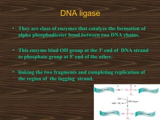 DNA ligase
• They are class of enzymes that catalyze the formation of
alpha phosphodiester bond between two DNA chains.
• This enzyme bind OH group at the 3' end of DNA strand
to phosphate group at 5' end of the other.
• linking the two fragments and completing replication of
the region of the lagging strand.
 