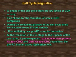 Cell Cycle Regulation
• G1 phase of the cell cycle there are low levels of CDK
activity.
• This allows for the formation of new pre-RC
complexes
• During the remaining phases of the cell cycle there
are elevated levels of CDK activity.
• This inhibiting new pre-RC complex formation.
• At the transition of the G1 stage to the S phase of the
cell cycle, S phase–specific cyclin-dependent protein
kinase (CDK) and Dbf4 kinase (DDK) transform the
pre-RC into an active replication fork.
 