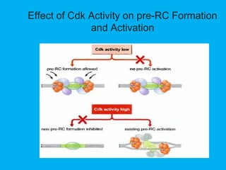 Effect of Cdk Activity on pre-RC Formation
and Activation
 