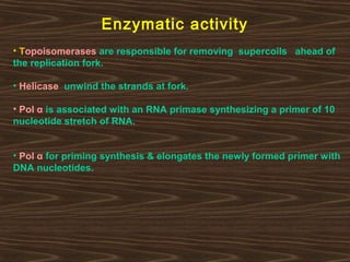 Enzymatic activity
• Topoisomerases are responsible for removing supercoils ahead of
the replication fork.
• Helicase unwind the strands at fork.
• Pol α is associated with an RNA primase synthesizing a primer of 10
nucleotide stretch of RNA.
• Pol α for priming synthesis & elongates the newly formed primer with
DNA nucleotides.
 