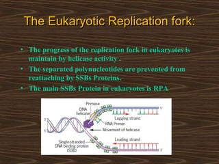 The Eukaryotic Replication forkThe Eukaryotic Replication fork::
• The progress of the replication fork in eukaryotes is
maintain by helicase activity .
• The separated polynucleotides are prevented from
reattaching by SSBs Proteins.
• The main SSBs Protein in eukaryotes is RPA
 
