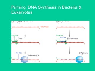Priming DNA Synthesis in Bacteria &
Eukaryotes
 