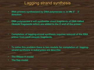 Lagging strand synthesisLagging strand synthesis
• RNA primers synthesized by DNA polymerase α. in the 5′ 3′
direction.
• DNA polymerase d will synthesize short fragments of DNA called
Okazaki fragments which are added to the 3' end of the primer.
• Completion of lagging-strand synthesis requires removal of the RNA
primer from each okazaki fragments.
• To solve this problem there is two models for completion of lagging-
strand synthesis in eukaryotes are describe:
• The RNase H model
• The flap model
 