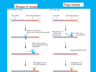 36
Rnase H model
ffFlap model
 
