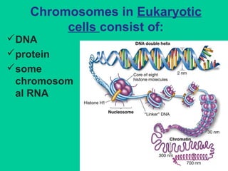 Chromosomes in Eukaryotic
cells consist of:
DNA
protein
some
chromosom
al RNA
 