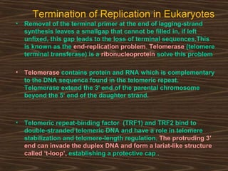 Termination of Replication in Eukaryotes
• Removal of the terminal primer at the end of lagging-strand
synthesis leaves a smallgap that cannot be filled in, if left
unfixed, this gap leads to the loss of terminal sequences.This
is known as the end-replication problem. Telomerase (telomere
terminal transferase) is a ribonucleoprotein solve this problem
• Telomerase contains protein and RNA which is complementary
to the DNA sequence found in the telomeric repeat.
Telomerase extend the 3' end of the parental chromosome
beyond the 5‘ end of the daughter strand.
• Telomeric repeat-binding factor (TRF1) and TRF2 bind to
double-stranded telomeric DNA and have a role in telomere
stabilization and telomere-length regulation. The protruding 3′
end can invade the duplex DNA and form a lariat-like structure
called ‘t-loop’, establishing a protective cap .
 
