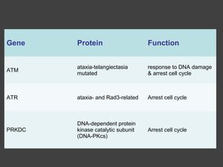 Gene Protein Function
ATM
ataxia-telangiectasia
mutated
response to DNA damage
& arrest cell cycle
ATR ataxia- and Rad3-related Arrest cell cycle
PRKDC
DNA-dependent protein
kinase catalytic subunit
(DNA-PKcs)
Arrest cell cycle
 