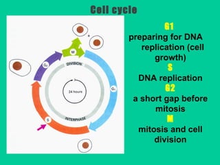 G1
preparing for DNA
replication (cell
growth)
S
DNA replication
G2
a short gap before
mitosis
M
mitosis and cell
division
Cell cycle
 