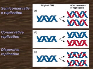 Semiconservativ
e replication
Conservative
replication
Dispersive
replication
 