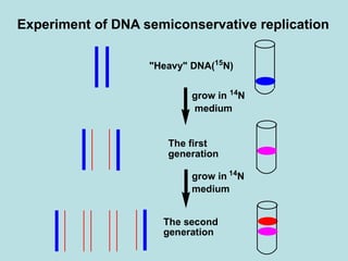 Experiment of DNA semiconservative replication
"Heavy" DNA(15
N)
grow in 14
N
medium
The first
generation
grow in 14
N
medium
The second
generation
 