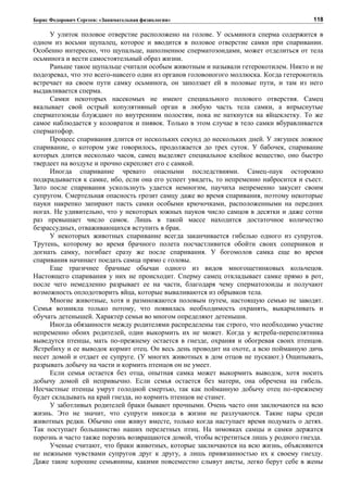 Борис Федорович Сергеев: «Занимательная физиология»
У улиток половое отверстие расположено на голове. У осьминога сперма содержится в
одном из восьми щупалец, которое и вводится в половое отверстие самки при спаривании.
Особенно интересно, что щупальце, наполненное сперматозоидами, может отделиться от тела
осьминога и вести самостоятельный образ жизни.
Раньше такое щупальце считали особым животным и называли гетерокотилем. Никто и не
подозревал, что это всего-навсего один из органов головоногого моллюска. Когда гетерокотиль
встречает на своем пути самку осьминога, он заползает ей в половые пути, и там из него
выдавливается сперма.
Самки некоторых насекомых не имеют специального полового отверстия. Самец
вкалывает свой острый копулятивный орган в любую часть тела самки, а впрыснутые
сперматозоиды блуждают по внутренним полостям, пока не наткнутся на яйцеклетку. То же
самое наблюдается у коловраток и пиявок. Только в этом случае в тело самки вбуравливается
сперматофор.
Процесс спаривания длится от нескольких секунд до нескольких дней. У лягушек ложное
спаривание, о котором уже говорилось, продолжается до трех суток. У бабочек, спаривание
которых длится несколько часов, самец выделяет специальное клейкое вещество, оно быстро
твердеет на воздухе и прочно скрепляет его с самкой.
Иногда спаривание чревато опасными последствиями. Самец-паук осторожно
подкрадывается к самке, ибо, если она его успеет увидеть, то непременно набросится и съест.
Зато после спаривания ускользнуть удается немногим, паучиха непременно закусит своим
супругом. Смертельная опасность грозит самцу даже во время спаривания, поэтому некоторые
пауки накрепко запирают пасть самки особыми крючочками, расположенными на передних
ногах. Не удивительно, что у некоторых южных пауков число самцов в десятки и даже сотни
раз превышает число самок. Лишь в такой массе находится достаточное количество
безрассудных, отваживающихся вступить в брак.
У некоторых животных спаривание всегда заканчивается гибелью одного из супругов.
Трутень, которому во время брачного полета посчастливится обойти своих соперников и
догнать самку, погибает сразу же после спаривания. У богомолов самка еще во время
спаривания начинает поедать самца прямо с головы.
Еще трагичнее брачные обычаи одного из видов многощетинковых кольчецов.
Настоящего спаривания у них не происходит. Сперму самец откладывает самке прямо в рот,
после чего немедленно разрывает ее на части, благодаря чему сперматозоиды и получают
возможность оплодотворить яйца, которые вываливаются из обрывков тела.
Многие животные, хотя и размножаются половым путем, настоящую семью не заводят.
Семья возникла только потому, что появилась необходимость охранять, выкармливать и
обучать детенышей. Характер семьи во многом определяют детеныши.
Иногда обязанности между родителями распределены так строго, что необходимо участие
непременно обоих родителей, один выкормить их не может. Когда у ястреба-перепелятника
выведутся птенцы, мать по-прежнему остается в гнезде, охраняя и обогревая своих птенцов.
Ястребиху и ее выводок кормит отец. Он весь день проводит на охоте, а всю пойманную дичь
несет домой и отдает ее супруге. (У многих животных в дом отцов не пускают.) Ощипывать,
разрывать добычу на части и кормить птенцов он не умеет.
Если семья остается без отца, опытная самка может выкормить выводок, хотя носить
добычу домой ей непривычно. Если семья остается без матери, она обречена на гибель.
Несчастные птенцы умрут голодной смертью, так как пойманную добычу отец по-прежнему
будет складывать на край гнезда, но кормить птенцов не станет.
У заботливых родителей браки бывают прочными. Очень часто они заключаются на всю
жизнь. Это не значит, что супруги никогда в жизни не разлучаются. Такие пары среди
животных редки. Обычно они живут вместе, только когда наступает время подумать о детях.
Так поступает большинство наших перелетных птиц. На зимовках самцы и самки держатся
порознь и часто также порознь возвращаются домой, чтобы встретиться лишь у родного гнезда.
Ученые считают, что браки животных, которые заключаются на всю жизнь, объясняются
не нежными чувствами супругов друг к другу, а лишь привязанностью их к своему гнезду.
Даже такие хорошие семьянины, какими повсеместно слывут аисты, легко берут себе в жены
118
 