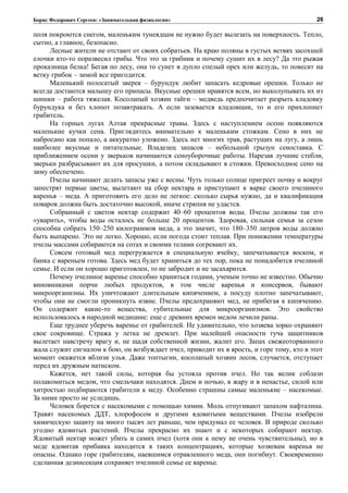 Борис Федорович Сергеев: «Занимательная физиология»
поля покроются снегом, маленьким тунеядцам не нужно будет вылезать на поверхность. Тепло,
сытно, а главное, безопасно.
Лесные жители не отстают от своих собратьев. На краю поляны в густых ветвях засохшей
елочки кто-то поразвесил грибы. Что это за грибник и почему сушит их в лесу? Да это рыжая
проказница белка! Бегая по лесу, она то сунет в дупло спелый орех или желудь, то повесит на
ветку грибок – зимой все пригодится.
Маленький полосатый зверек – бурундук любит запасать кедровые орешки. Только не
всегда достаются малышу его припасы. Вкусные орешки нравятся всем, но выколупывать их из
шишки – работа тяжелая. Косолапый хозяин тайги – медведь предпочитает разрыть кладовку
бурундука и без хлопот позавтракать. А если зазевается кладовщик, то и его прихлопнет
грабитель.
На горных лугах Алтая прекрасные травы. Здесь с наступлением осени появляются
маленькие кучки сена. Приглядитесь внимательно к маленьким стожкам. Сено в них не
набросано как попало, а аккуратно уложено. Здесь нет многих трав, растущих на лугу, а лишь
наиболее вкусные и питательные. Владелец запасов – небольшой грызун сеноставка. С
приближением осени у зверьков начинаются сеноуборочные работы. Нарезав лучшие стебли,
зверьки разбрасывают их для просушки, а потом складывают в стожки. Превосходное сено на
зиму обеспечено.
Пчелы начинают делать запасы уже с весны. Чуть только солнце пригреет почву и вокруг
запестрят первые цветы, вылетают на сбор нектара и приступают к варке своего пчелиного
варенья – меда. А приготовить его дело не легкое: сколько сырья нужно, да и квалификация
поваров должна быть достаточно высокой, иначе стряпня не удастся.
Собранный с цветов нектар содержит 40–60 процентов воды. Пчелы должны так его
«уварить», чтобы воды осталось не больше 20 процентов. Здоровая, сильная семья за сезон
способна собрать 150–250 килограммов меда, а это значит, что 180–350 литров воды должно
быть выпарено. Это не легко. Хорошо, если погода стоит теплая. При понижении температуры
пчелы массами собираются на сотах и своими телами согревают их.
Совсем готовый мед перегружается в специальную ячейку, запечатывается воском, и
банка с вареньем готова. Здесь мед будет храниться до тех пор, пока не понадобится пчелиной
семье. И если он хорошо приготовлен, то не забродит и не засахарится.
Почему пчелиное варенье способно храниться годами, ученым точно не известно. Обычно
виновниками порчи любых продуктов, в том числе варенья и консервов, бывают
микроорганизмы. Их уничтожают длительным кипячением, а посуду плотно запечатывают,
чтобы они не смогли проникнуть извне. Пчелы предохраняют мед, не прибегая к кипячению.
Он содержит какие-то вещества, губительные для микроорганизмов. Это свойство
использовалось в народной медицине: еще с древних времен медом лечили раны.
Еще труднее уберечь варенье от грабителей. Не удивительно, что хозяева зорко охраняют
свое сокровище. Стража у летка не дремлет. При малейшей опасности туча защитников
вылетает навстречу врагу и, не щадя собственной жизни, жалит его. Запах свежеоторванного
жала служит сигналом к бою, он возбуждает пчел, приводит их в ярость, и горе тому, кто в этот
момент окажется вблизи улья. Даже топтыгин, косолапый хозяин лесов, случается, отступает
перед их дружным натиском.
Кажется, нет такой силы, которая бы устояла против пчел. Но так велик соблазн
полакомиться медом, что смельчаки находятся. Днем и ночью, в жару и в ненастье, силой или
хитростью подбираются грабители к меду. Особенно страшны самые маленькие – насекомые.
За ними просто не уследишь.
Человек борется с насекомыми с помощью химии. Моль отпугивают запахом нафталина.
Травят насекомых ДДТ, хлорофосом и другими ядовитыми веществами. Пчелы изобрели
химическую защиту на много тысяч лет раньше, чем придумал ее человек. В природе сколько
угодно ядовитых растений. Пчелы прекрасно их знают и с некоторых собирают нектар.
Ядовитый нектар может убить и самих пчел (хотя они к нему не очень чувствительны), но в
меде ядовитая прибавка находится в таких концентрациях, которые хозяевам варенья не
опасны. Однако горе грабителям, наевшимся отравленного меда, они погибнут. Своевременно
сделанная дезинсекция сохраняет пчелиной семье ее варенье.
26
 