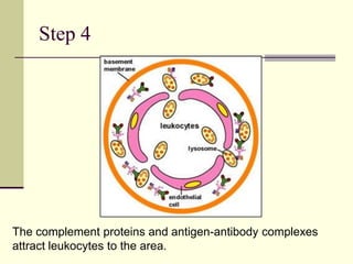 Step 4
The complement proteins and antigen-antibody complexes
attract leukocytes to the area.
 