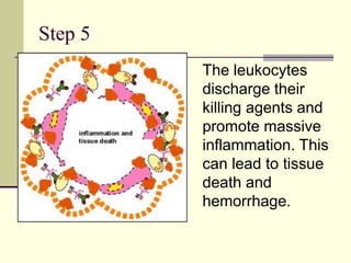 Step 5
The leukocytes
discharge their
killing agents and
promote massive
inflammation. This
can lead to tissue
death and
hemorrhage.
 
