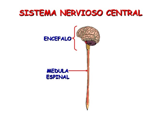 Resultado de imagen para encefalo y medula espinal