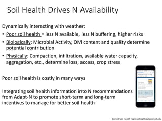 Soil Health Drives N Availability
Dynamically interacting with weather:
• Poor soil health = less N available, less N buffering, higher risks
• Biologically: Microbial Activity, OM content and quality determine
potential contribution
• Physically: Compaction, infiltration, available water capacity,
aggregation, etc., determine loss, access, crop stress
Poor soil health is costly in many ways
Integrating soil health information into N recommendations
from Adapt-N to promote short-term and long-term
incentives to manage for better soil health
Cornell Soil Health Team soilhealth.cals.cornell.edu
 