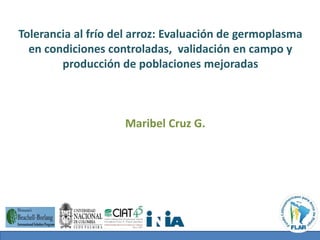 Tolerancia al frío del arroz: Evaluación de germoplasma 
en condiciones controladas, validación en campo y 
producción de poblaciones mejoradas 
Maribel Cruz G. 
 