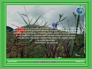 Após nos advertir sobre não endurecermos o coração para a Palavra de Deus e nem recebê-la superficialmente, o Senhor nos mostra hoje como  as influências mundanas e materiais podem abafar a mensagem divina.  A boa semente e a semente dos espinhos crescem bem próximas  uma da outra. Mas quem cresce mais rápido: as plantas úteis ou as ervas daninhas? Infelizmente, as daninhas. SLIDE ANTERIOR PRÓXIMO SLIDE LANCANDO SEMENTES PELOS CAMINHOS ™  ESTE POWER POINT E PROPRIEDADE  EXCLUSIVA DE JESUS CRISTO GRUPO LANÇANDO SEME NTES PELOS CAMINHOS REFLEXÃO 2011 