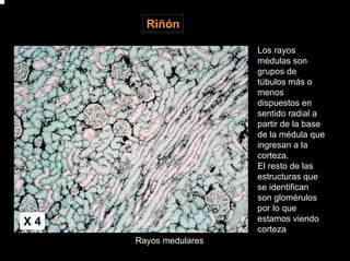 HISTOLOGIA aparato urinario | PDF