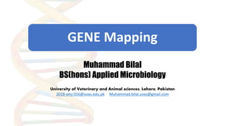 GENE Mapping
Muhammad Bilal
BS(hons) Applied Microbiology
University of Veterinary and Animal sciences, Lahore, Pakistan
2018-amj-016@uvas.edu.pk Muhammad.bilal.uvas@gmail.com
 