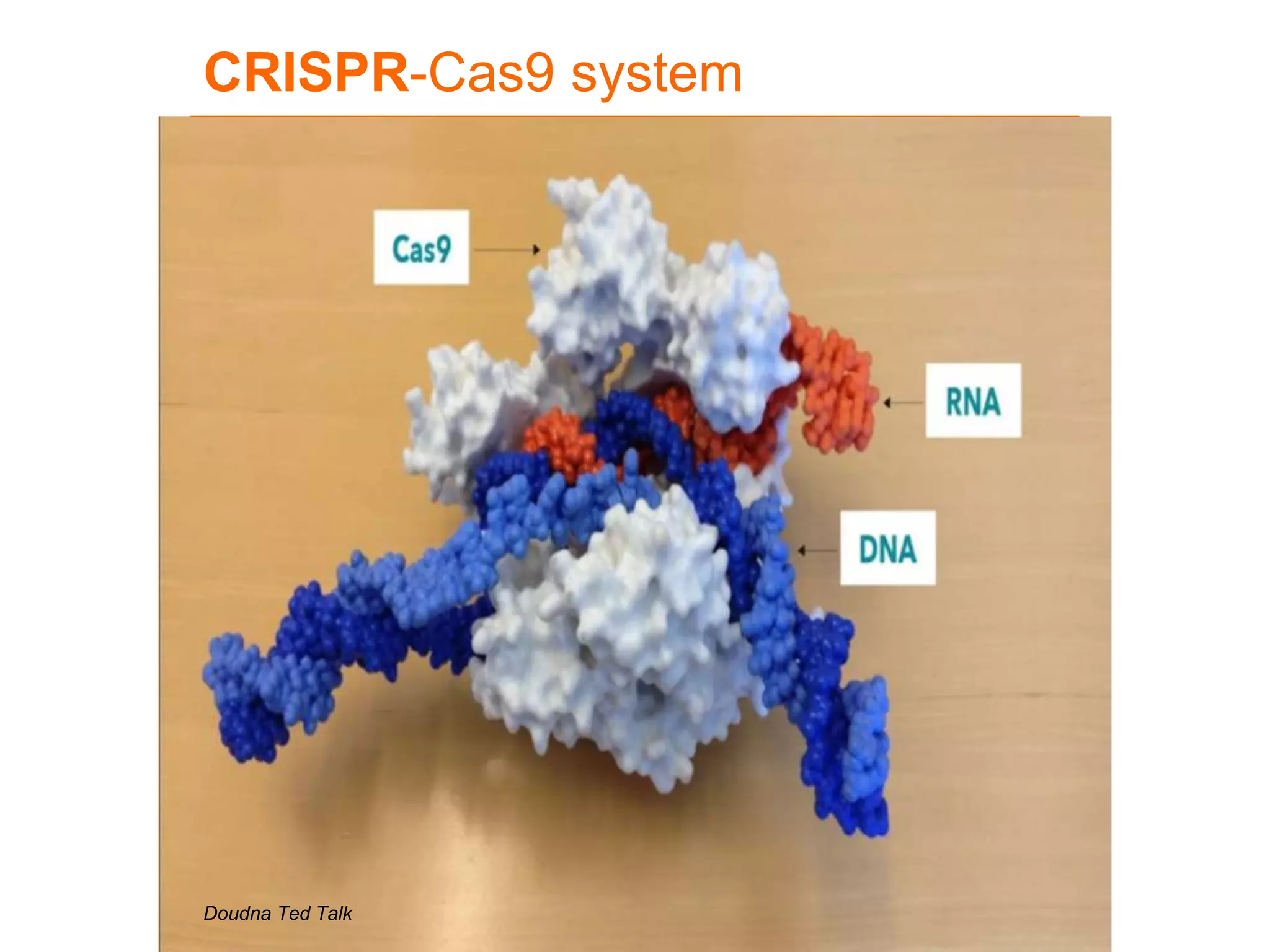 Doudna Ted Talk
CRISPR-Cas9 system
 