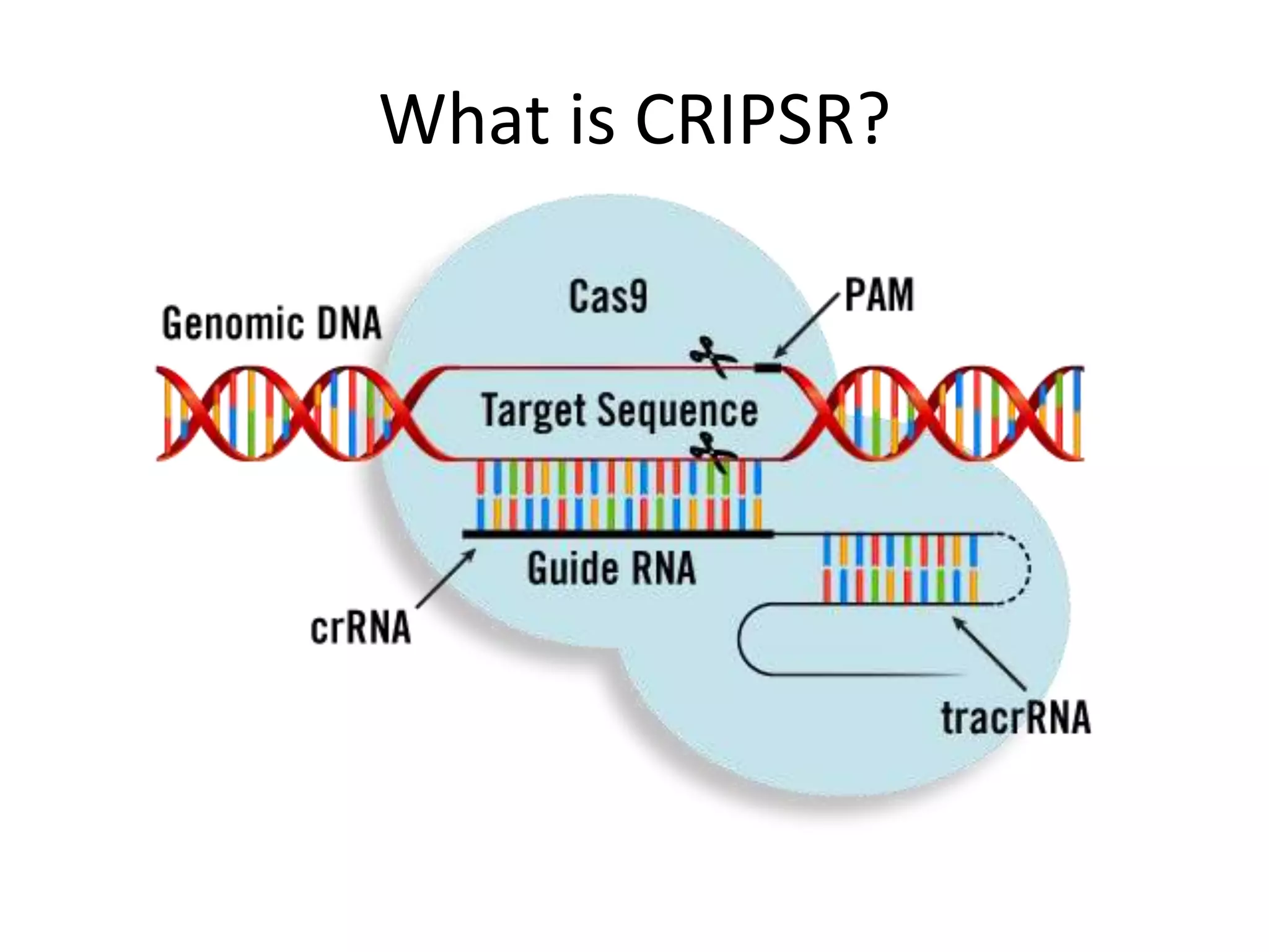 What is CRIPSR?
 