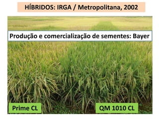 HÍBRIDOS: IRGA / Metropolitana, 2002 
Produção e comercialização de sementes: Bayer 
Prime CL QM 1010 CL 
 