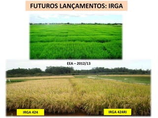 FUTUROS LANÇAMENTOS: IRGA 
EEA – 2012/13 
IRGA 424 IRGA 424RI 
 