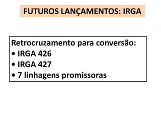 FUTUROS LANÇAMENTOS: IRGA 
Retrocruzamento para conversão: 
• IRGA 426 
• IRGA 427 
• 7 linhagens promissoras 
 