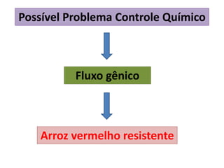 Possível Problema Controle Químico 
Fluxo gênico 
Arroz vermelho resistente 
 