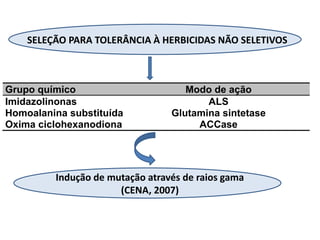 SELEÇÃO PARA TOLERÂNCIA À HERBICIDAS NÃO SELETIVOS 
Grupo químico Modo de ação 
Imidazolinonas ALS 
Homoalanina substituída Glutamina sintetase 
Oxima ciclohexanodiona ACCase 
Indução de mutação através de raios gama 
(CENA, 2007) 
 