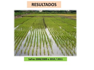 RESULTADOS 
Safras 2008/2009 e 2010 / 2011 
 