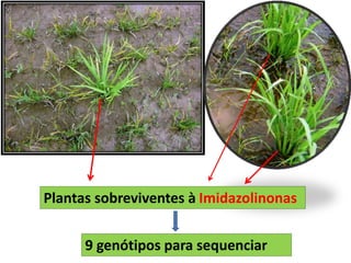 Plantas sobreviventes à Imidazolinonas 
9 genótipos para sequenciar 
 