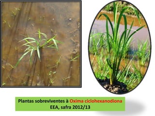 Plantas sobreviventes à Oxima ciclohexanodiona 
EEA, safra 2012/13 
 