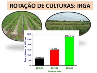 ROTAÇÃO DE CULTURAS: IRGA 
2010/11 2011/12 2012/13 
Safra agrícola 
Área cultivada ( x 1000 ha) 
300 
250 
200 
150 
100 
50 
0 
66.468 ha 
148.386ha 
272.048 ha 
 