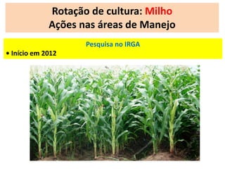 Rotação de cultura: Milho 
Ações nas áreas de Manejo 
Pesquisa no IRGA 
• Início em 2012 
 