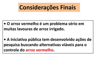 Considerações Finais 
• O arroz vermelho é um problema sério em 
muitas lavouras de arroz irrigado. 
• A iniciativa pública tem desenvolvido ações de 
pesquisa buscando alternativas viáveis para o 
controle do arroz vermelho. 
 