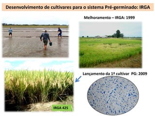 Desenvolvimento de cultivares para o sistema Pré-germinado: IRGA 
IRGA 425 
Melhoramento – IRGA: 1999 
Lançamento da 1ª cultivar PG: 2009 
 