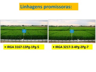 Linhagens promissoras: 
• IRGA 3217-3-4Pg-2Pg-7 
• IRGA 3167-13Pg-1Pg-5 
 