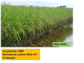 IRGA 422CL 
Lançamento: 2002 
Derivada da cultivar IRGA 417 
1ª Geração 
 