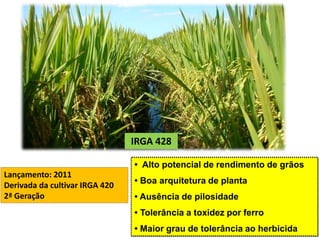 IRGA 428 
• Alto potencial de rendimento de grãos 
• Boa arquitetura de planta 
• Ausência de pilosidade 
• Tolerância a toxidez por ferro 
• Maior grau de tolerância ao herbicida 
Lançamento: 2011 
Derivada da cultivar IRGA 420 
2ª Geração 
 