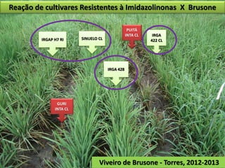 Reação de cultivares Resistentes à Imidazolinonas X Brusone 
GURI 
INTA CL 
IRGA 428 
SINUELO CL 
PUITÁ 
INTA CL IRGA 
IRGAP H7 RI 422 CL 
Viveiro de Brusone - Torres, 2012-2013 
 