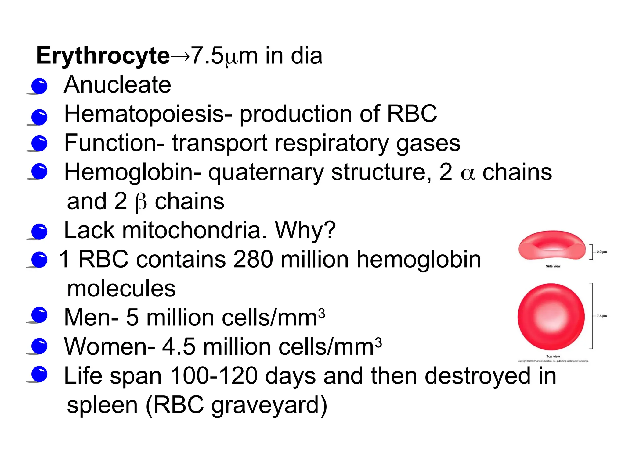 Erythropoiesis: red blood cell production.ppt